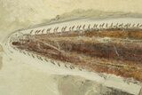 Cretaceous Fossil Sawfish-Like Ray (Libanopritis) - Lebanon #270252-5